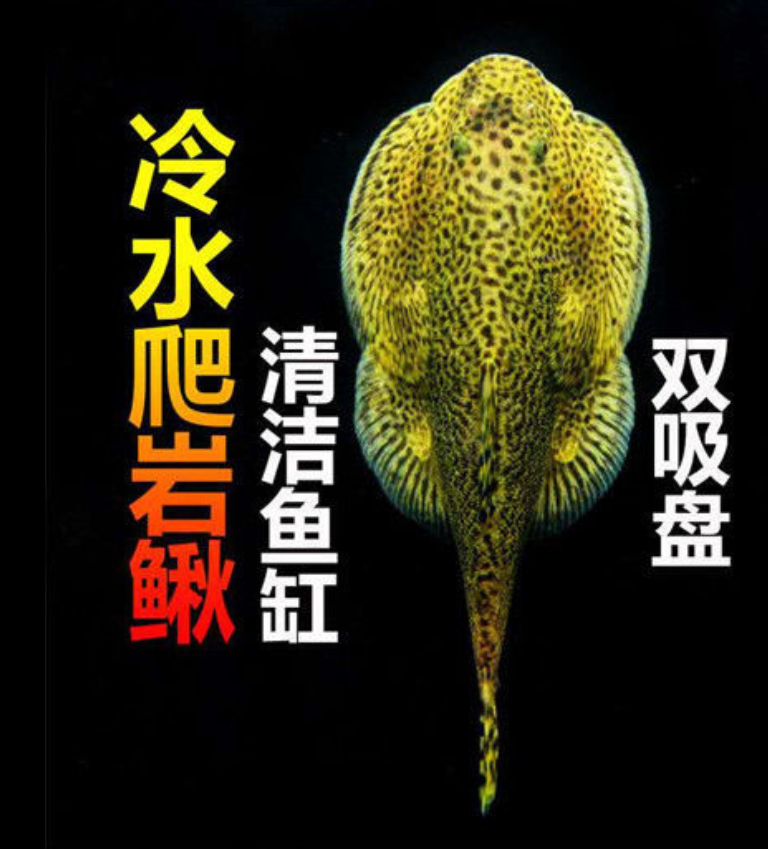 清洁工鱼小精灵鱼清道夫吃屎冷水鱼观赏鱼吸盘吸鳅爬鱼鱼