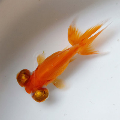 珍珠观赏鱼鼠头金鱼富贵鱼皮球小鱼淡水客厅可爱鱼