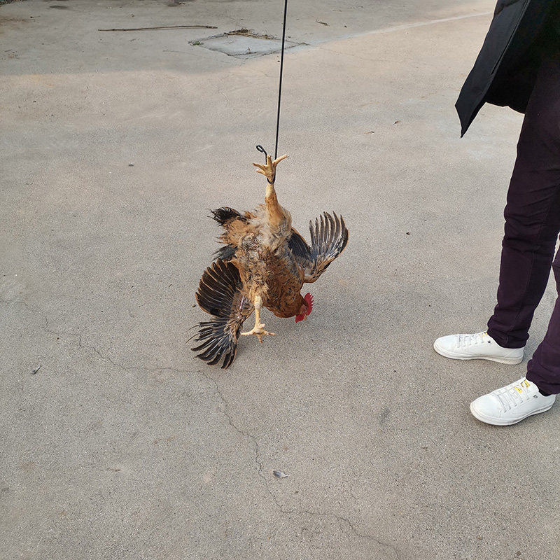 抓鸡神器捉鸡养殖场不锈钢户外捉捕鸭鹅工具鸡脚铁环链