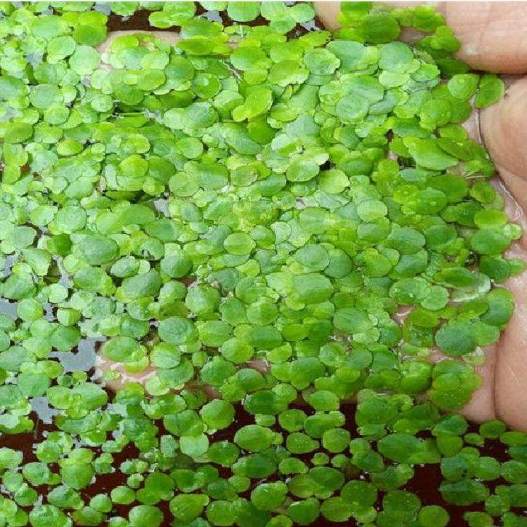 小叶浮萍芝麻萍水水草鱼缸鱼塘水养养鱼室外水草