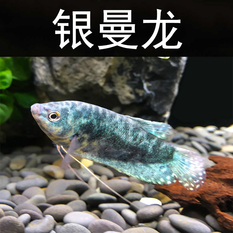 金曼龙蓝曼淡水小型热带宠物观赏鱼曼龙鱼