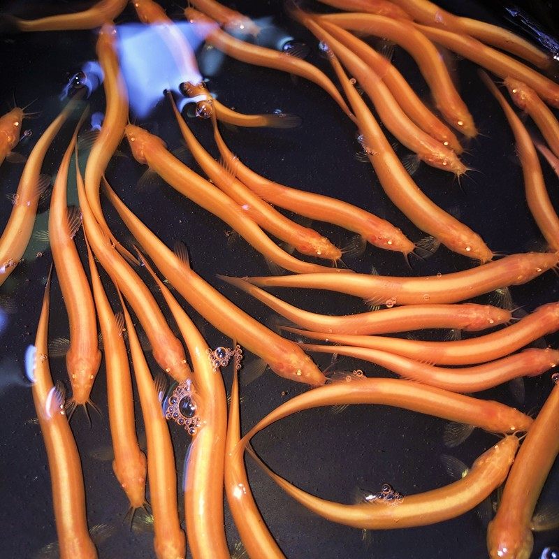 活活金龙泥鳅鳅好原生原生活清道夫观赏鱼鱼耐淡水鱼鱼