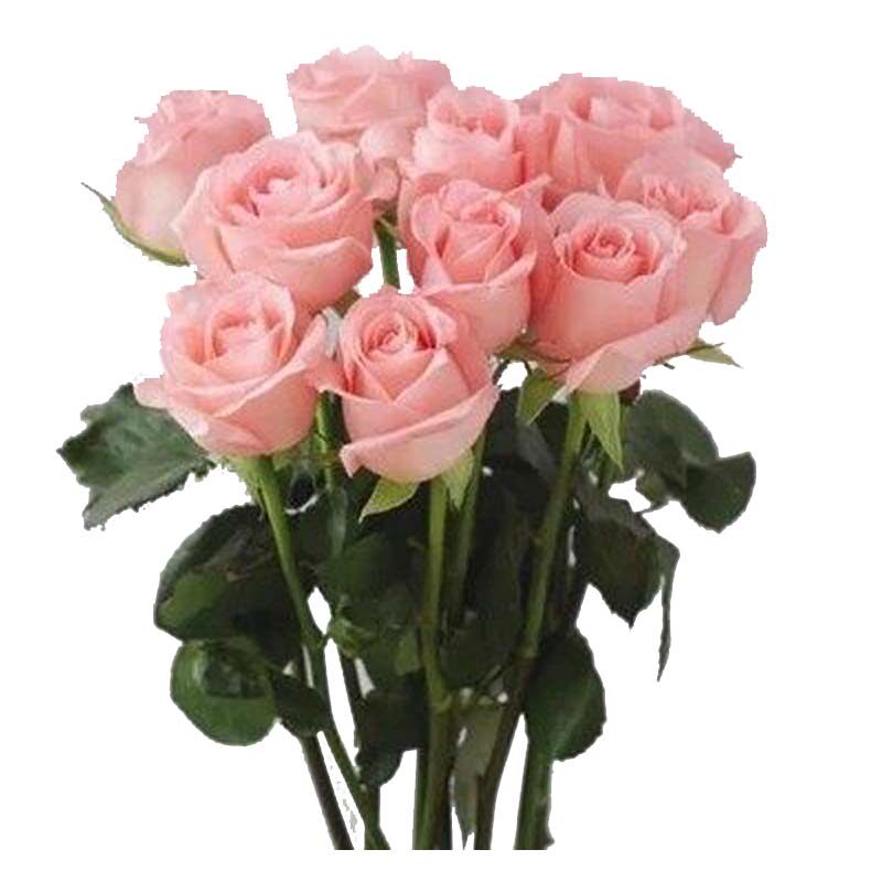 阳台香水粉色玫瑰玫瑰花花苗盆栽戴安娜大花浓香时令草本花卉