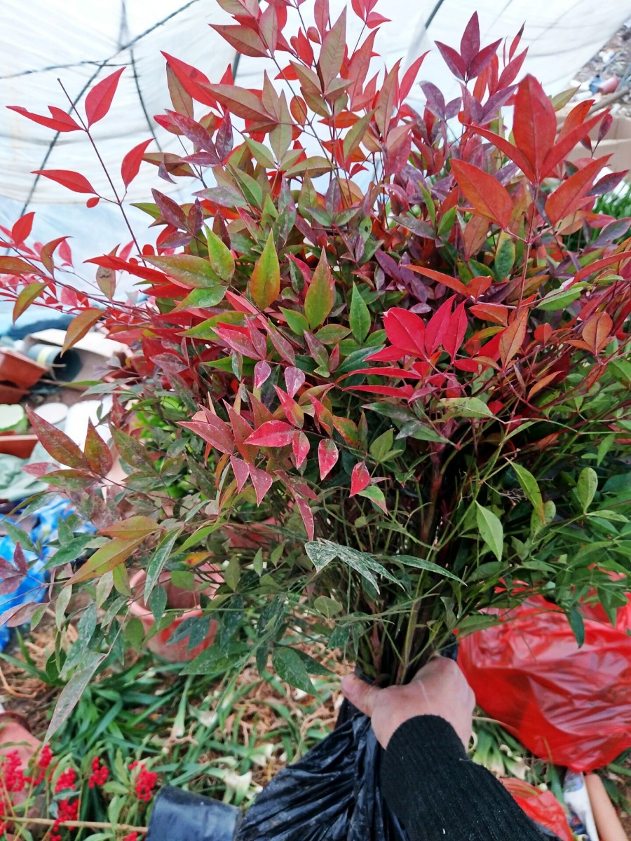 天竹南天阳台植物绿植花卉耐寒观叶花卉花红室内绿植