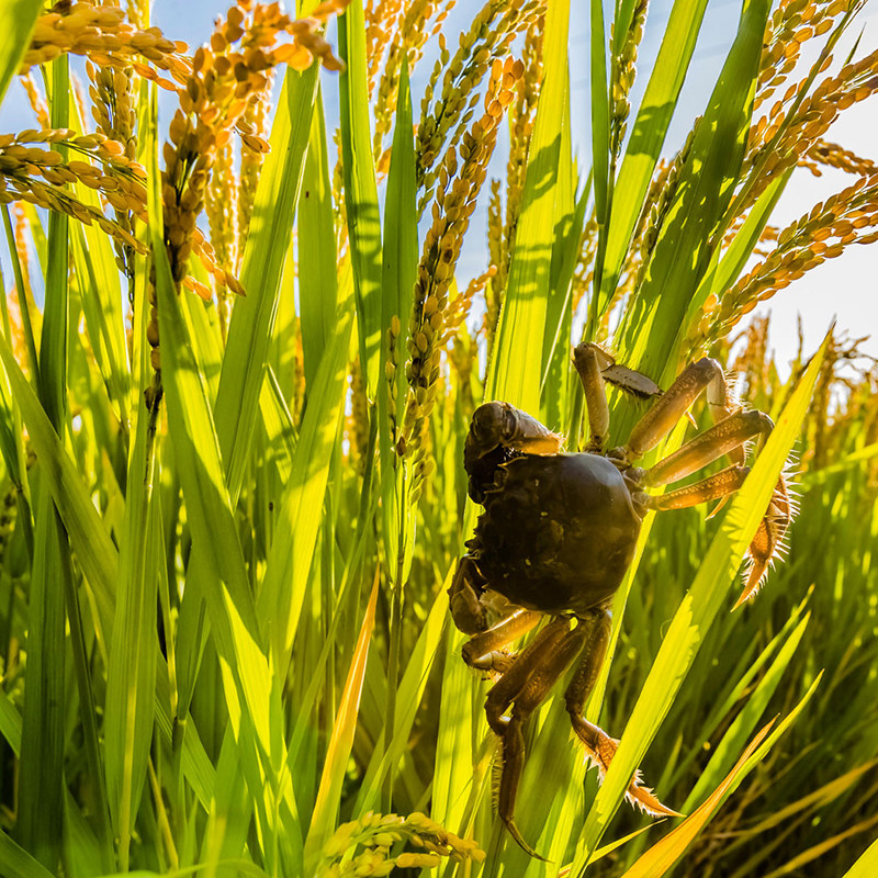 自家两全2023顶盖稻蟹田自家大闸蟹螃蟹盘锦河东北大闸蟹