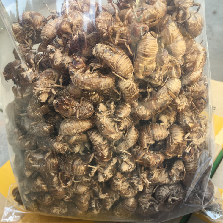 蝉蜕蝉衣蝉壳虫蜕虫退猴壳马猴皮250克农家山林其他药食同源食品