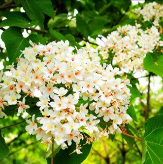 千年桐苗油桐树苗庭院院地绿植观赏花卉品种观叶