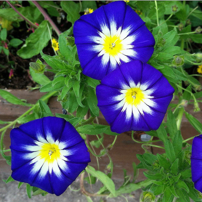 三色旋花种子易活草本植物宿根花卉耐旱朝颜庭院家庭园艺种子