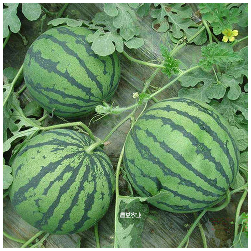 西瓜种子先正达强者杂交杂交种种籽早熟中型薄皮蔬菜种子