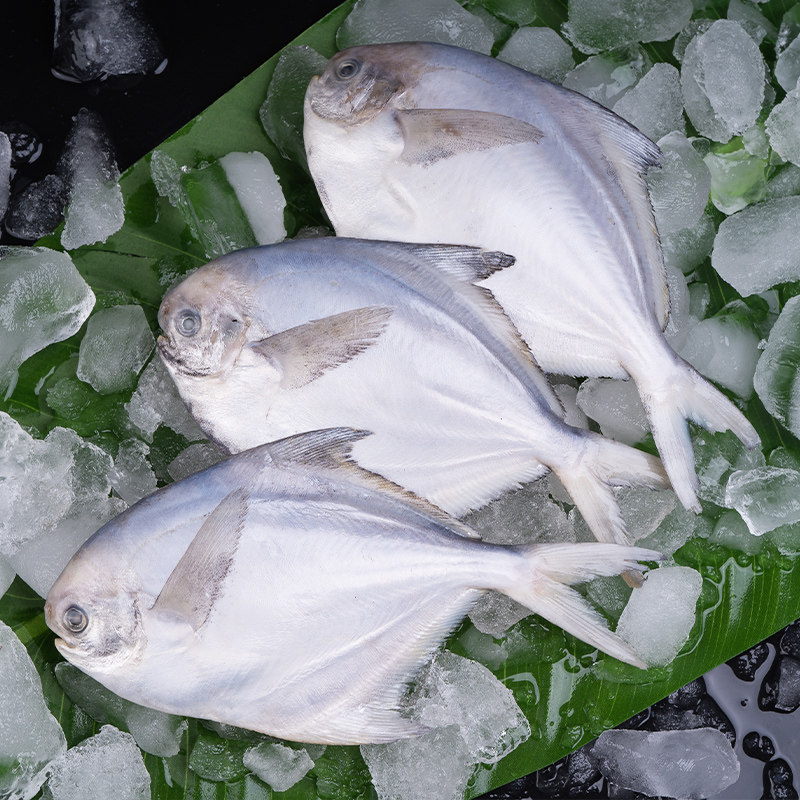 海捕深海银鲳鱼新鲜冷冻海鲜昌鱼水产平鱼白鲳鱼小鲳鱼烧烤食材