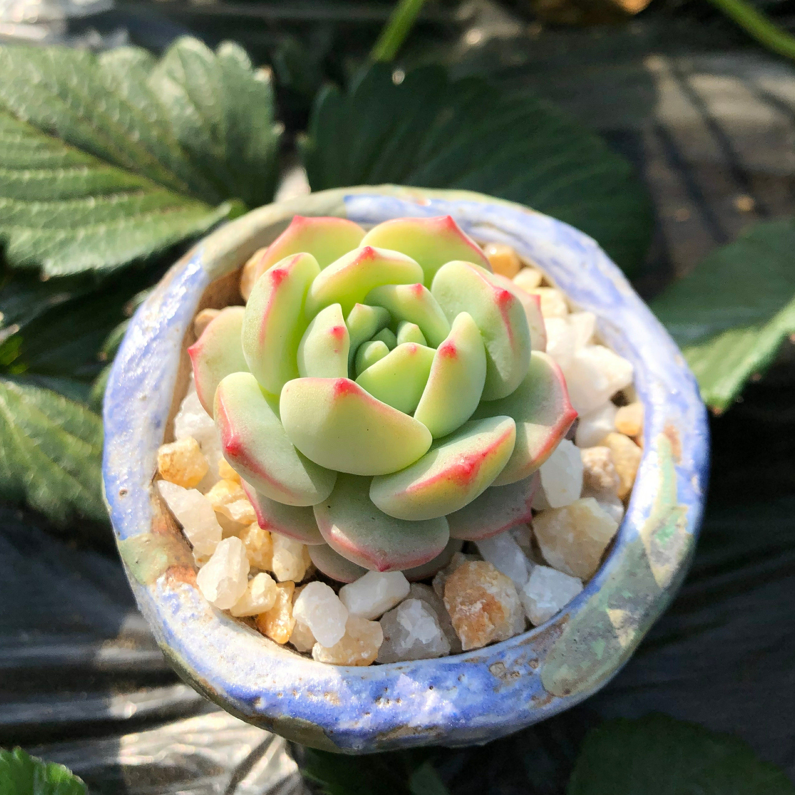 植物香草比斯多肉群生杆子一物一拍老桩多头多肉植物