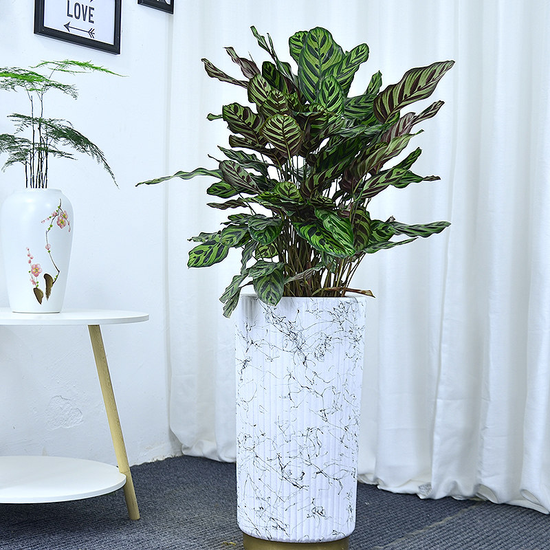 孔雀竹芋盆栽办公室阳台前台甲醛空气绿植广州大型绿植