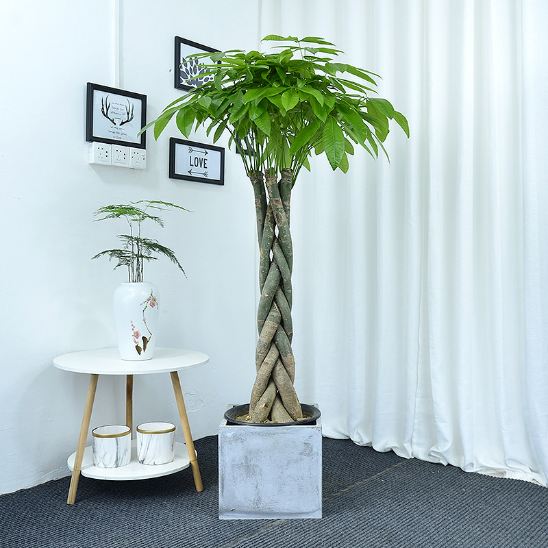 辫子发财树盆栽室内客厅常青绿植办公室开业送礼大型绿植