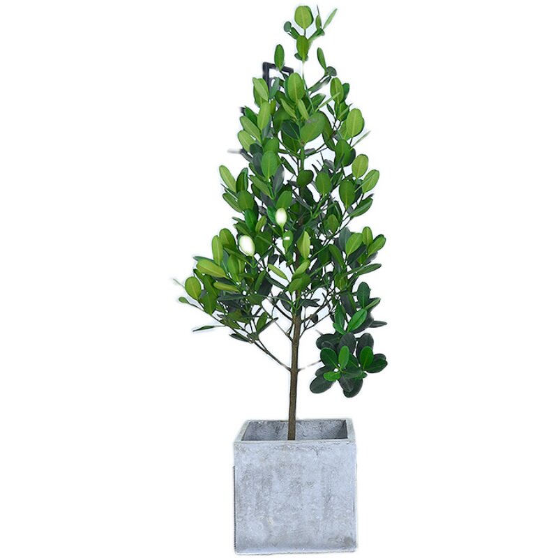 台湾福木盆栽室外阳台庭院大型绿植四季常青大型绿植