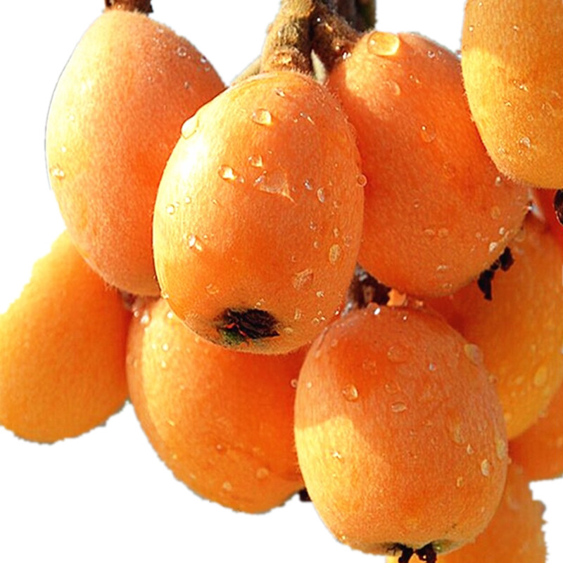 树苗无核砂糖枇杷无籽琵琶嫁接果树特大全国果树