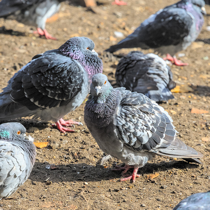 【领券减20元】新鲜乳鸽农家散养肉鸽鸽子土鸽子肉生鲜现杀