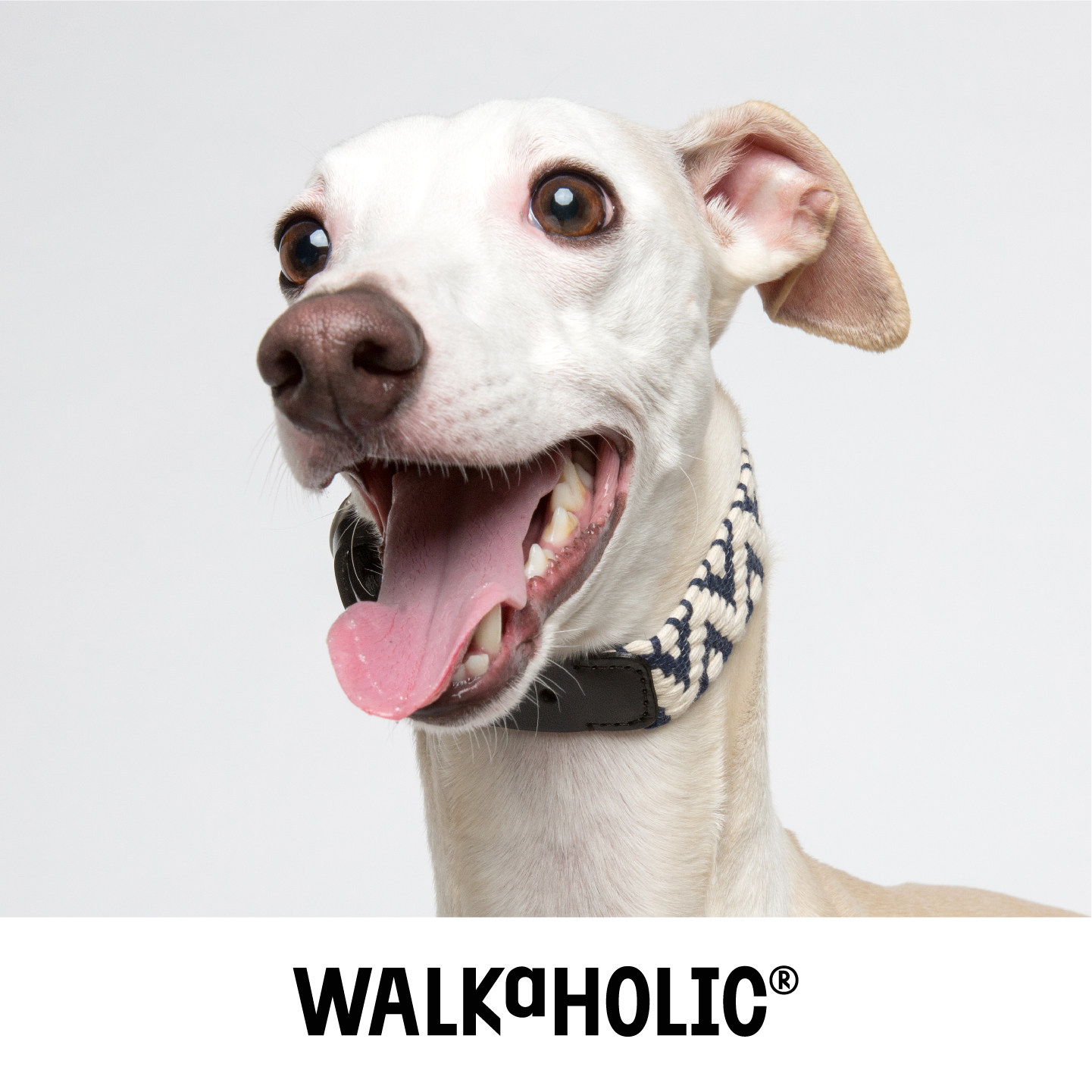 售罄walkaholic宠物项圈狗狗脖套中小型真皮进口编织项圈