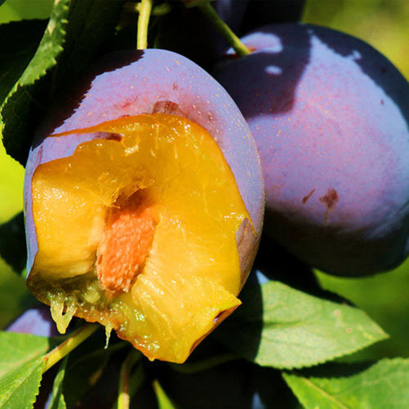 西梅李子树苗南北方种植当年结果盆栽地栽阳台果树