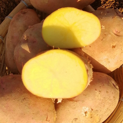 云南大洋芋10现挖红皮黄心土豆新鲜9斤净重马铃薯蔬菜粉糯老品种