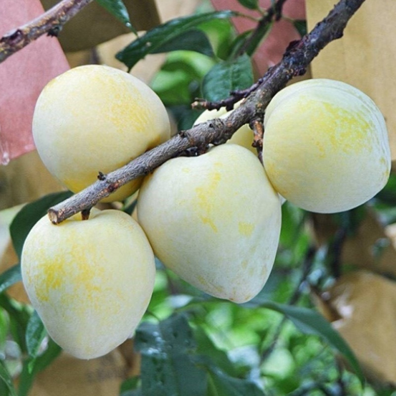 树苗晚熟种植南北方奈李峰山九峰油奈李子黄金奈果树