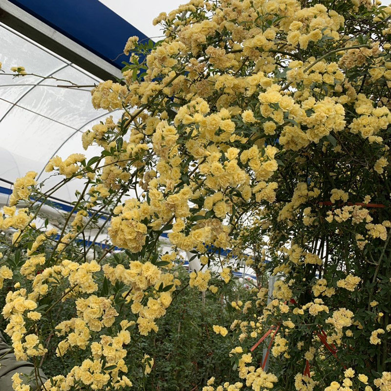 木香花苗爬藤植物浓香四季蔷薇庭院花卉盆栽时令草本花卉