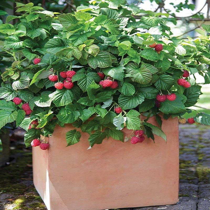 树莓当年结果双季红树新品覆盆盆子盆栽地栽果树