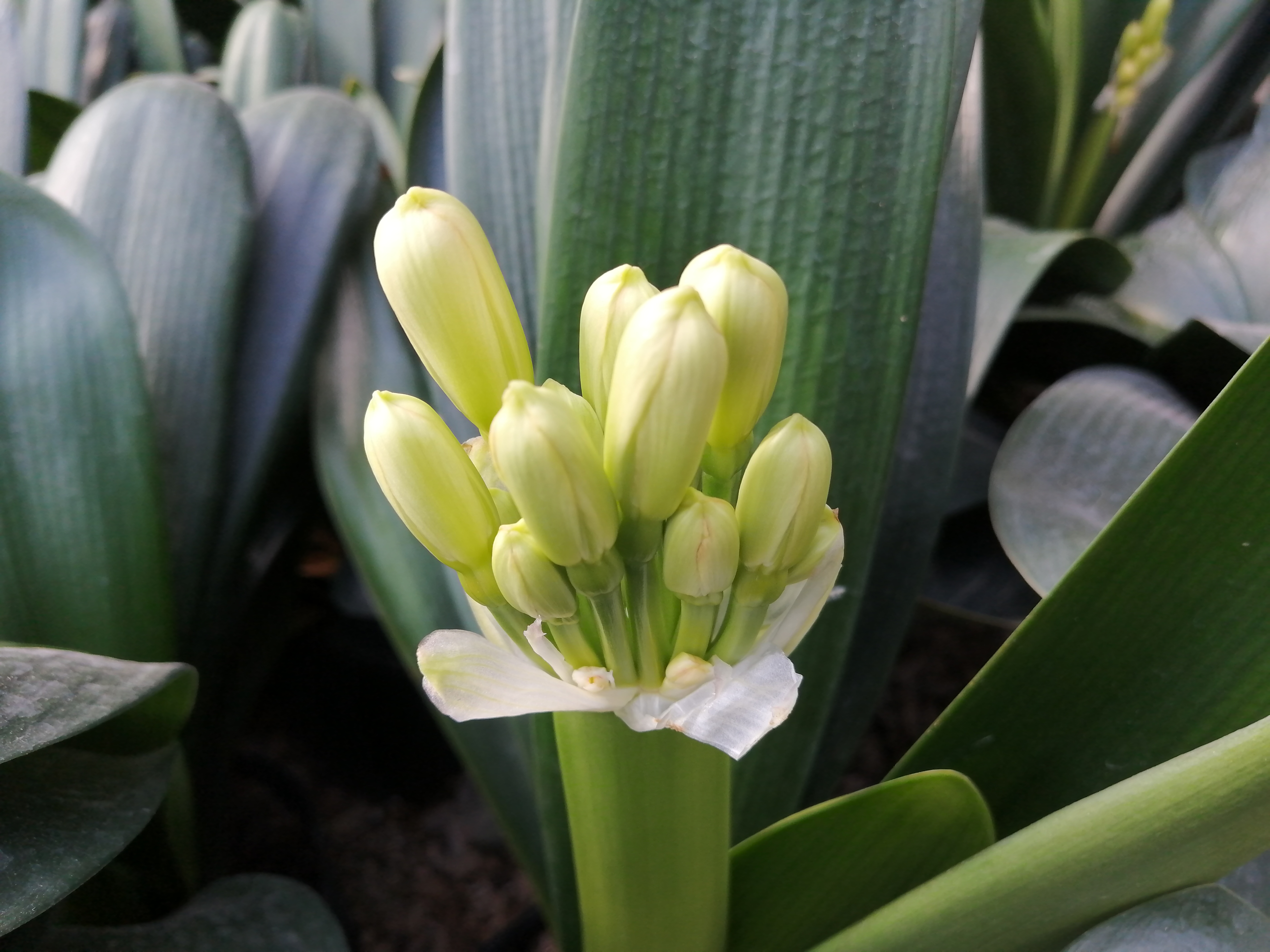 本店精品君子兰盆栽花苞老苗当年开花长叶圆尚彩时令草本花卉