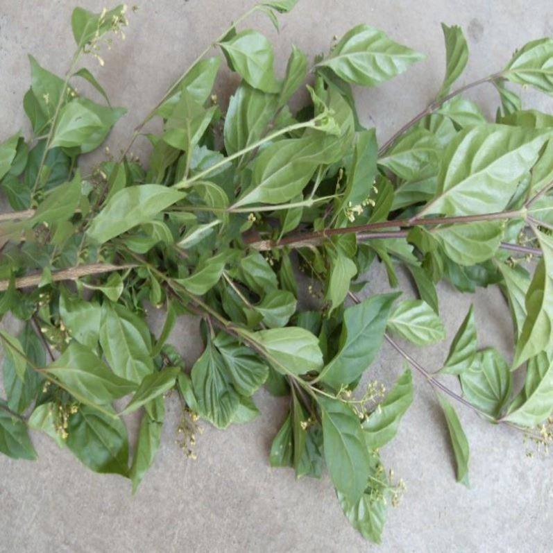 豆腐树苗神仙正宗野生蔬菜菜苗叶子翡翠树柴绿植