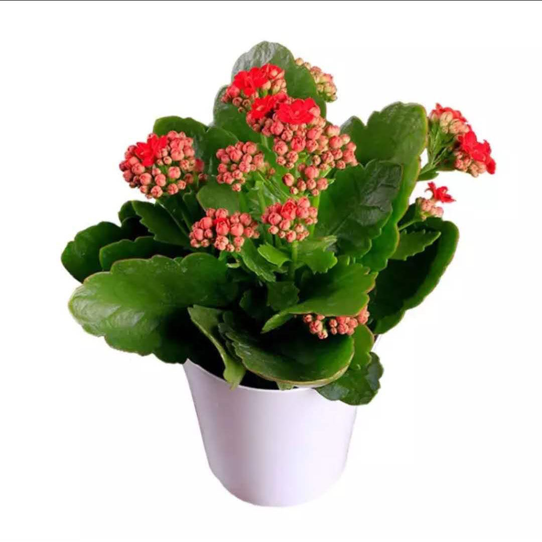 长寿花大花瓣盆栽重瓣四季开花花苞花卉植物时令草本花卉