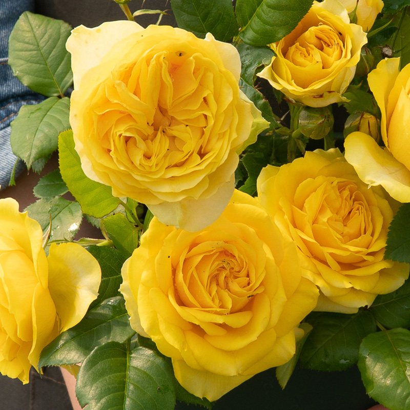 九语阳光海滩灌木月季月季花花苗美值袋庭院阳台花卉