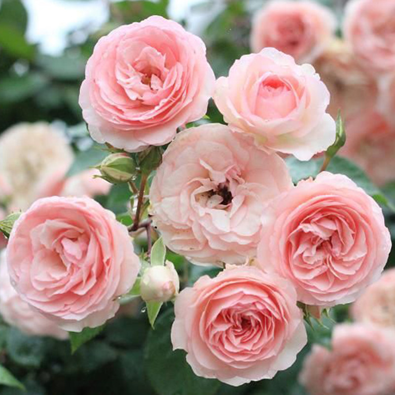 九语藤小伊藤本月季花苗庭院爬藤阳台植物花卉蔷薇四季开花