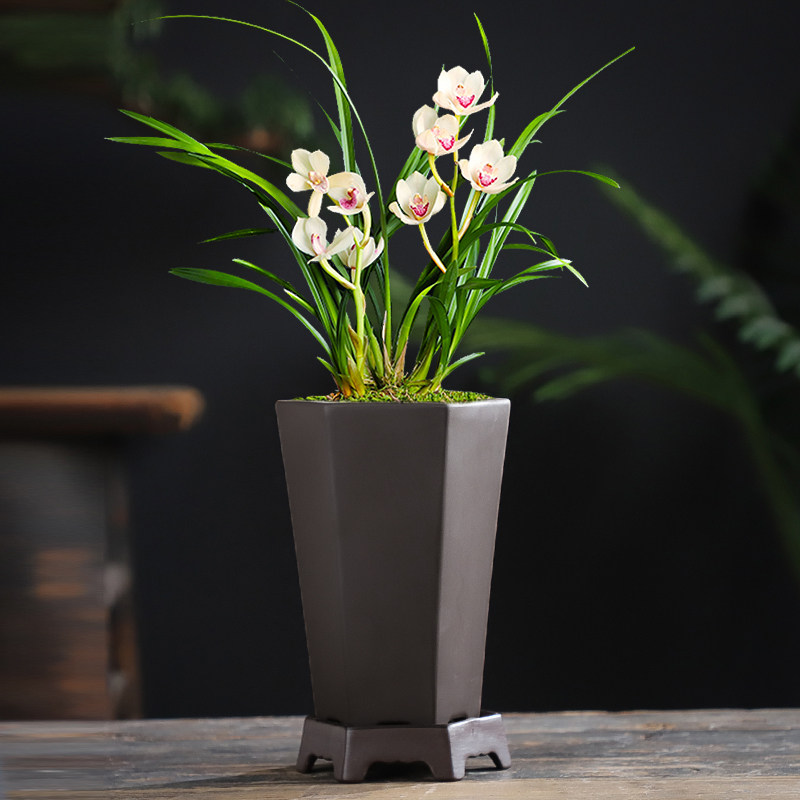 花盆紫砂高盆兰专用清仓复古家用盆栽陶瓷吊兰花盆