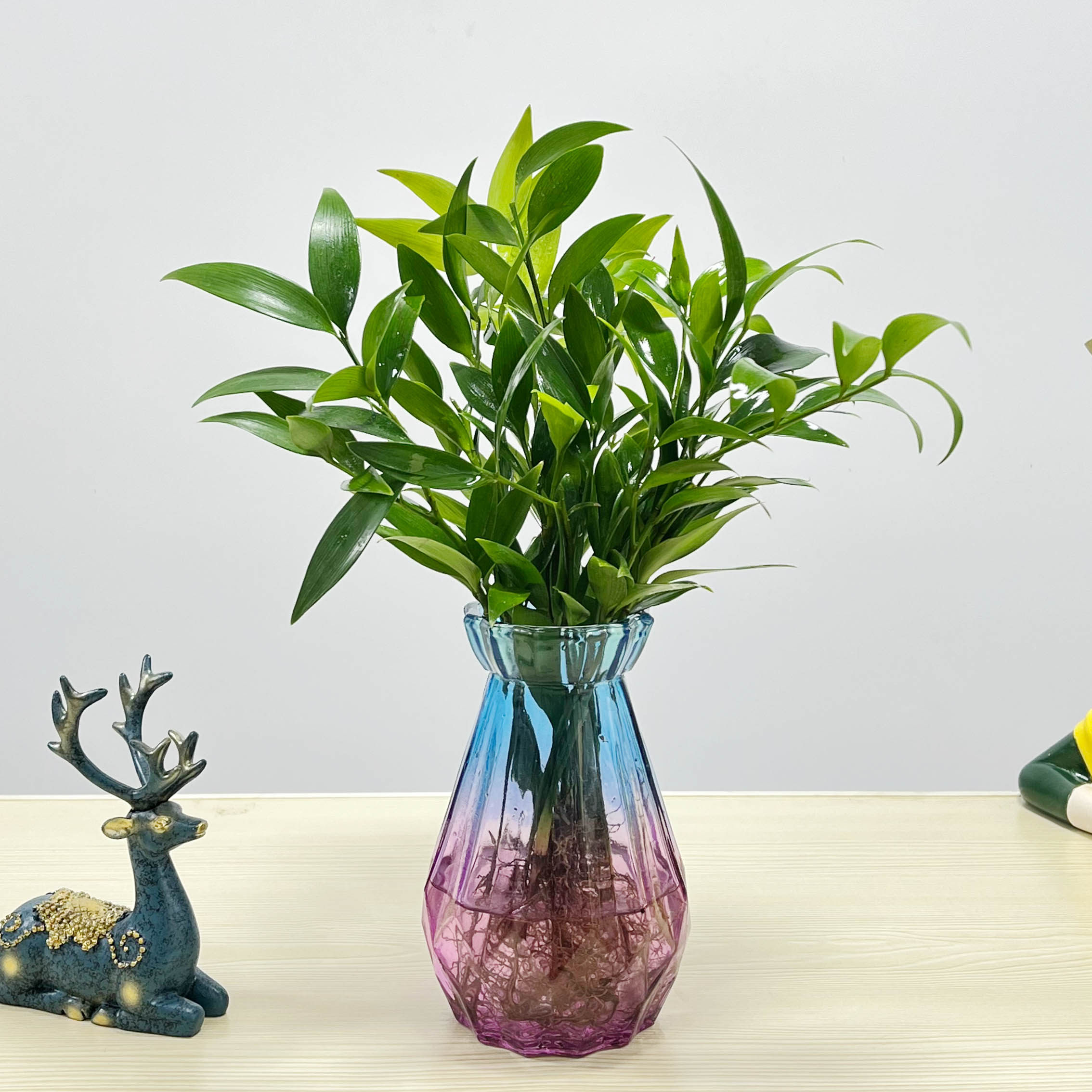 水培驱蚊竹柏水养植物室内客厅桌面绿植盆栽绿植