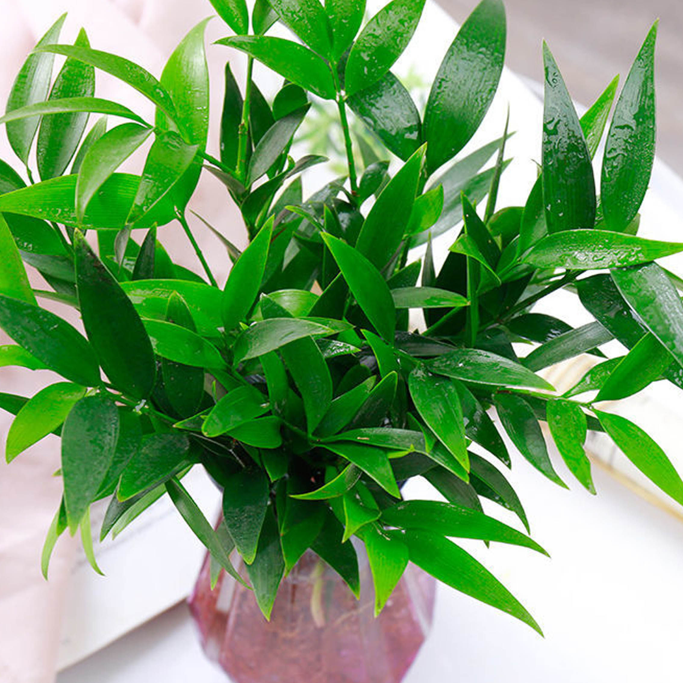 水培驱蚊竹柏水养植物室内客厅桌面绿植盆栽绿植