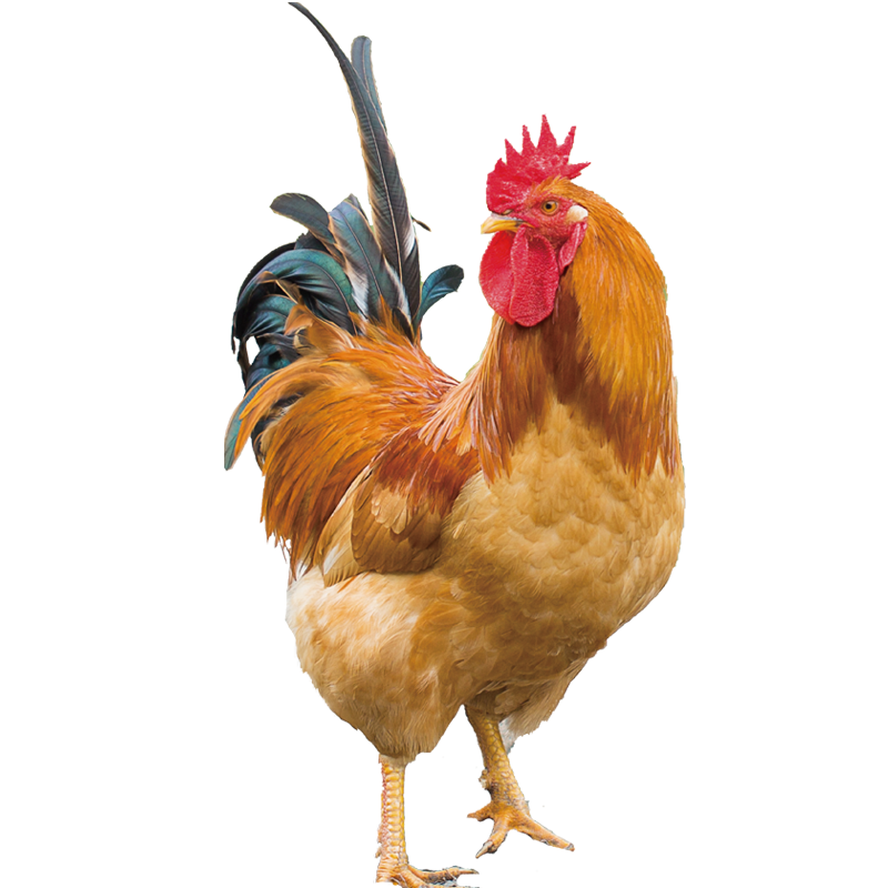 公鸡田牌阉新鲜整鸡1500g龙岩长汀河田鸡散养300天整鸡