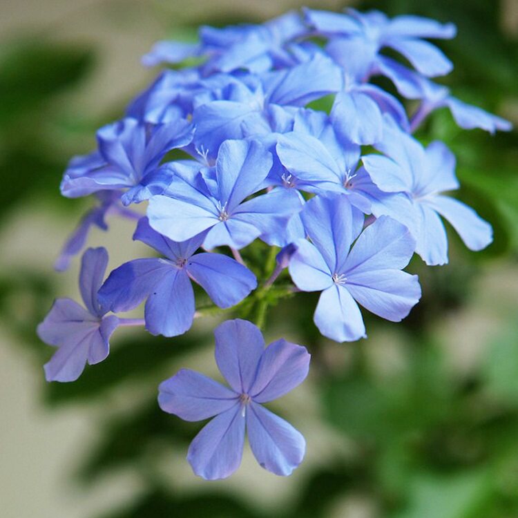 植物阳台长好花期四季花卉藤蔓盆栽花苗蓝雪花时令草本花卉
