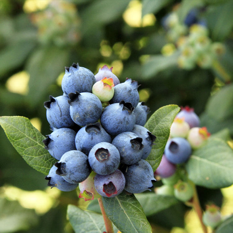 蓝莓南大四季盆栽地栽南方北方种植黑珍珠双季果树