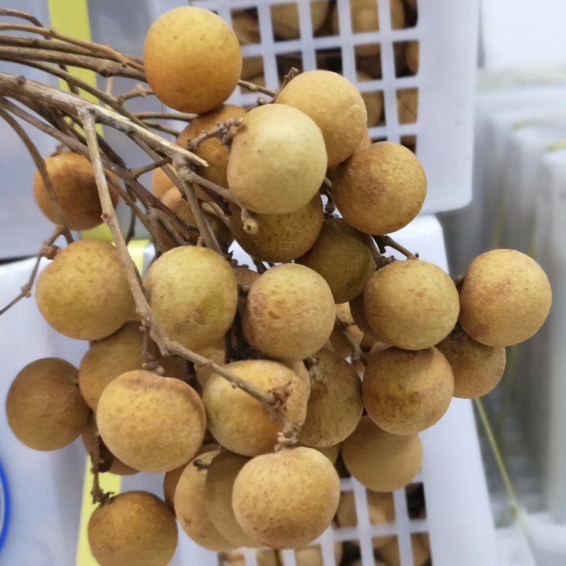 龙眼桂圆现摘泰国进口热带新鲜水果蓝标5斤龙眼