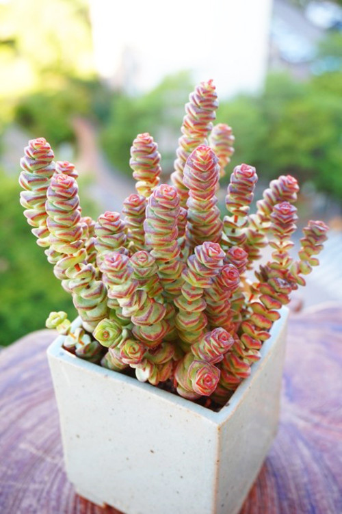 15头左右群生多头钱串新手好养多肉植物盆栽多肉植物