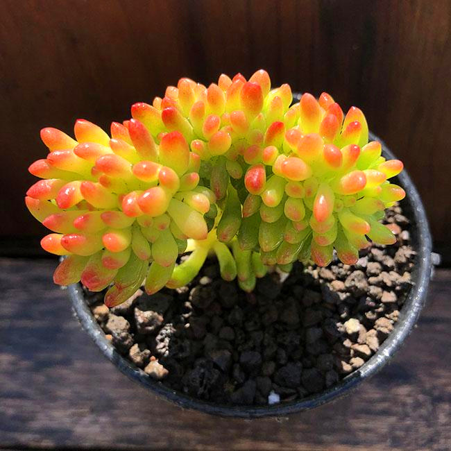 青松绿春萌缀稀有品种多植物盆栽组合萌肉肉好多肉植物