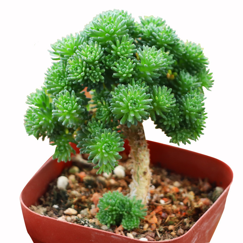 多肉植物球松迷你小松松球精品桌面办公桌白领创意礼品