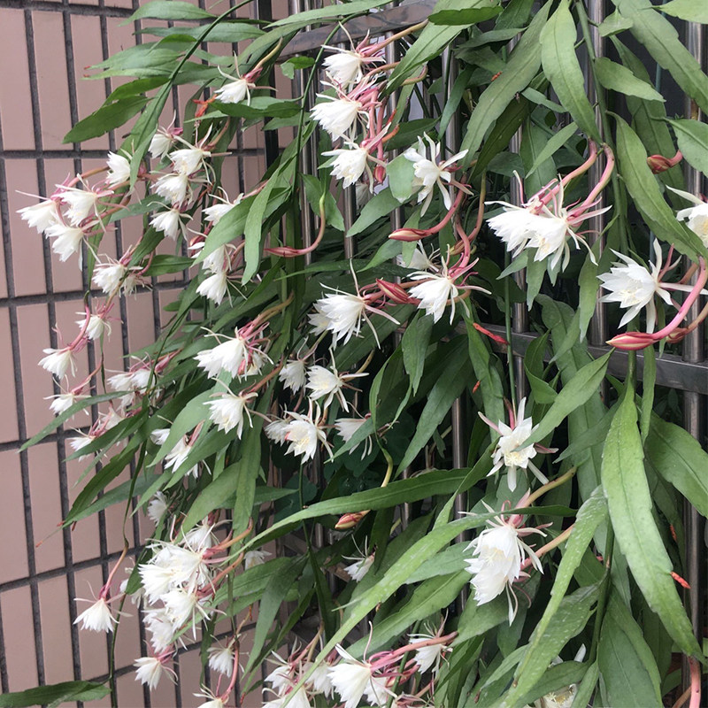 进口小叶昙花一现盆栽花苞绿植植物室内印尼细叶创意礼品