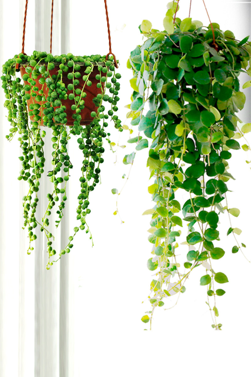 佛珠情人泪紫玄月珍珠吊兰垂吊盆栽植物套装创意礼品