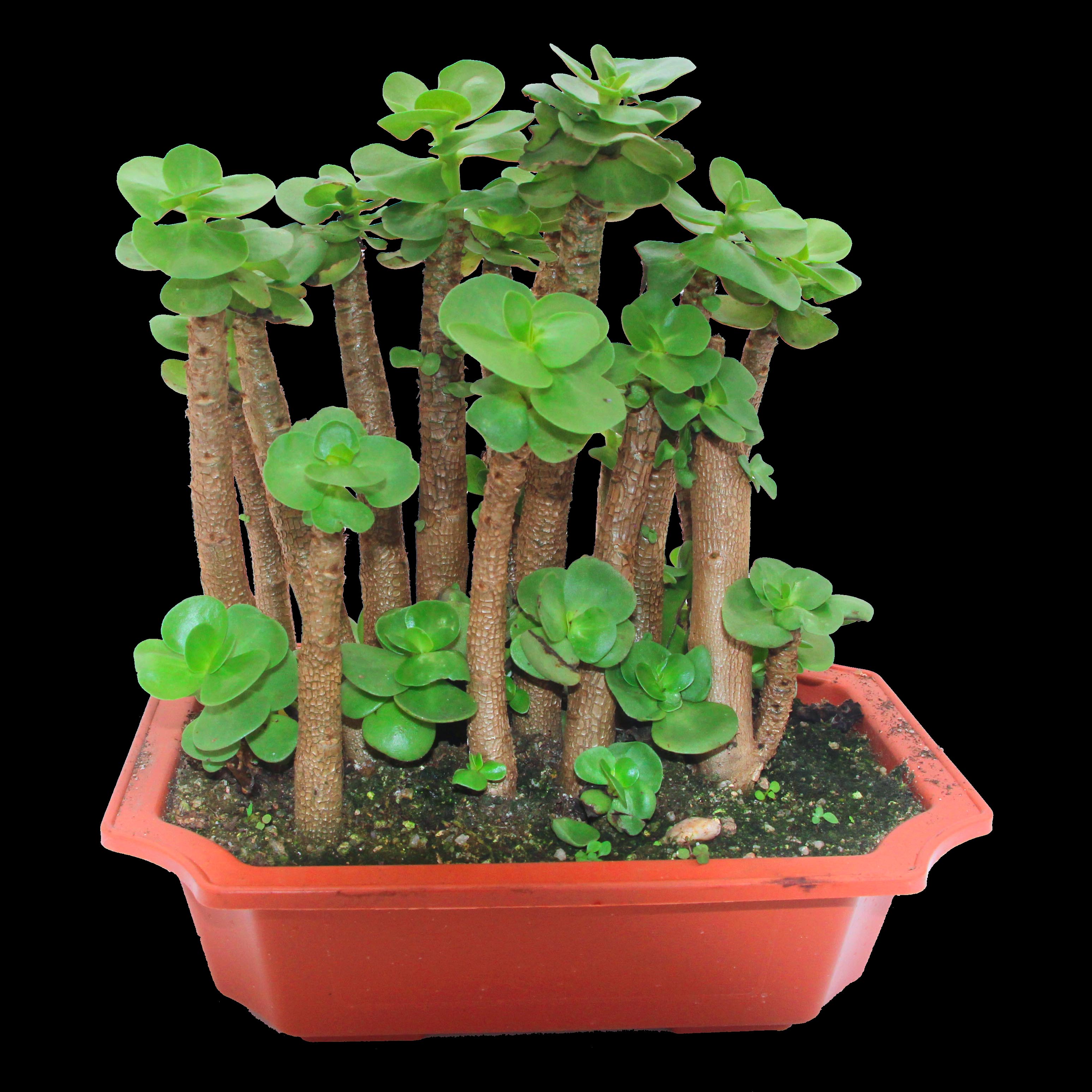 盆栽金钱木多植物木老桩多年多头绿植桌面花卉创意礼品