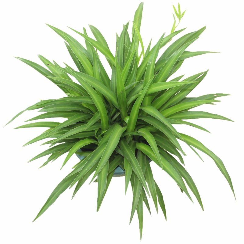 吊兰青叶大盆客厅室内垂吊植物净化空气甲醛绿植创意礼品