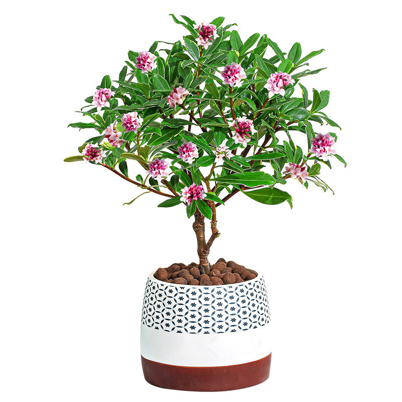 金边瑞香盆栽耐寒冬季开花不断花卉植物室内创意礼品