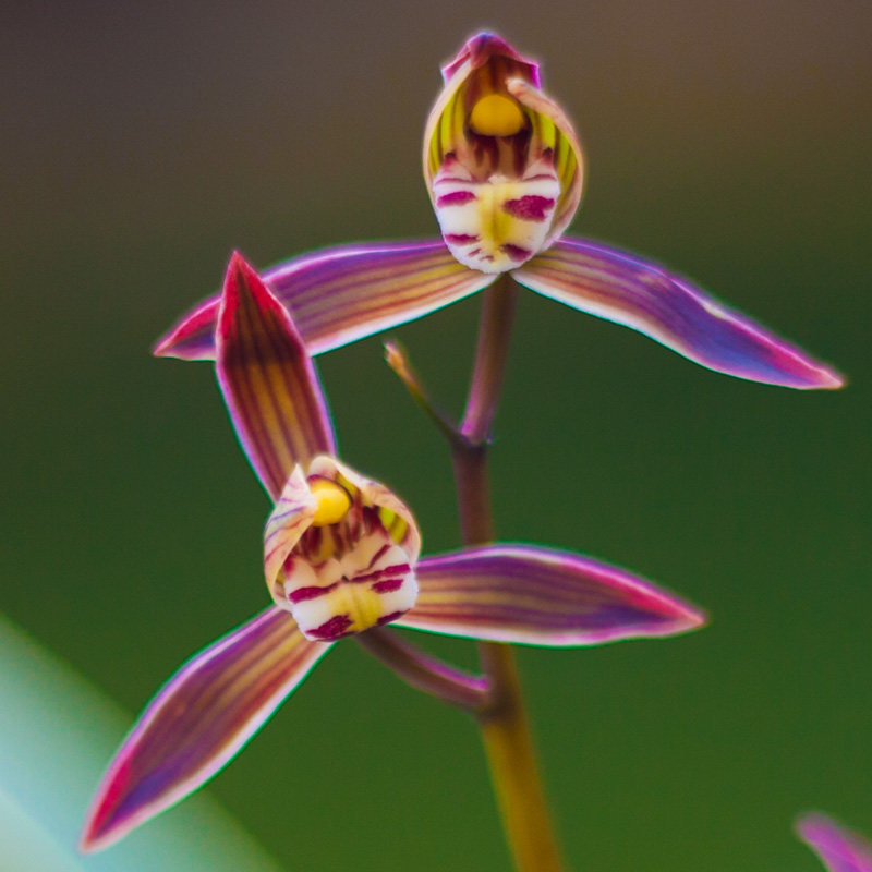 黄金日向兰花盆栽植物名贵兰草金边墨兰浓香型兰花苗带花苞花卉