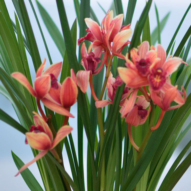 状元红两件八折兰花苗不带花苞名贵浓香型四季建兰盆栽植物