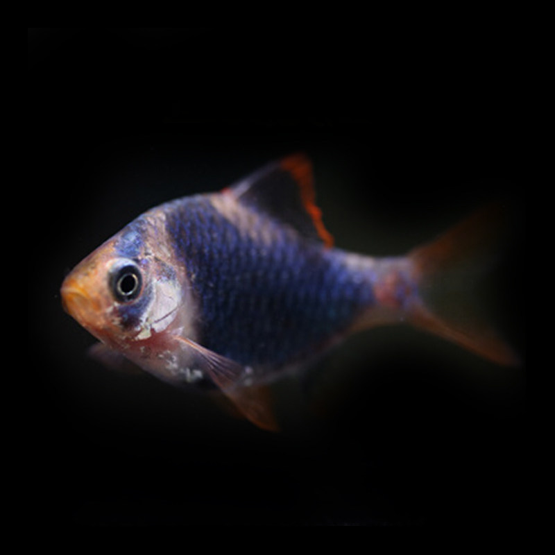 新手好养虎皮鱼金虎皮蓝虎皮热带鱼观赏鱼小型活体鱼宠物鱼群游鱼