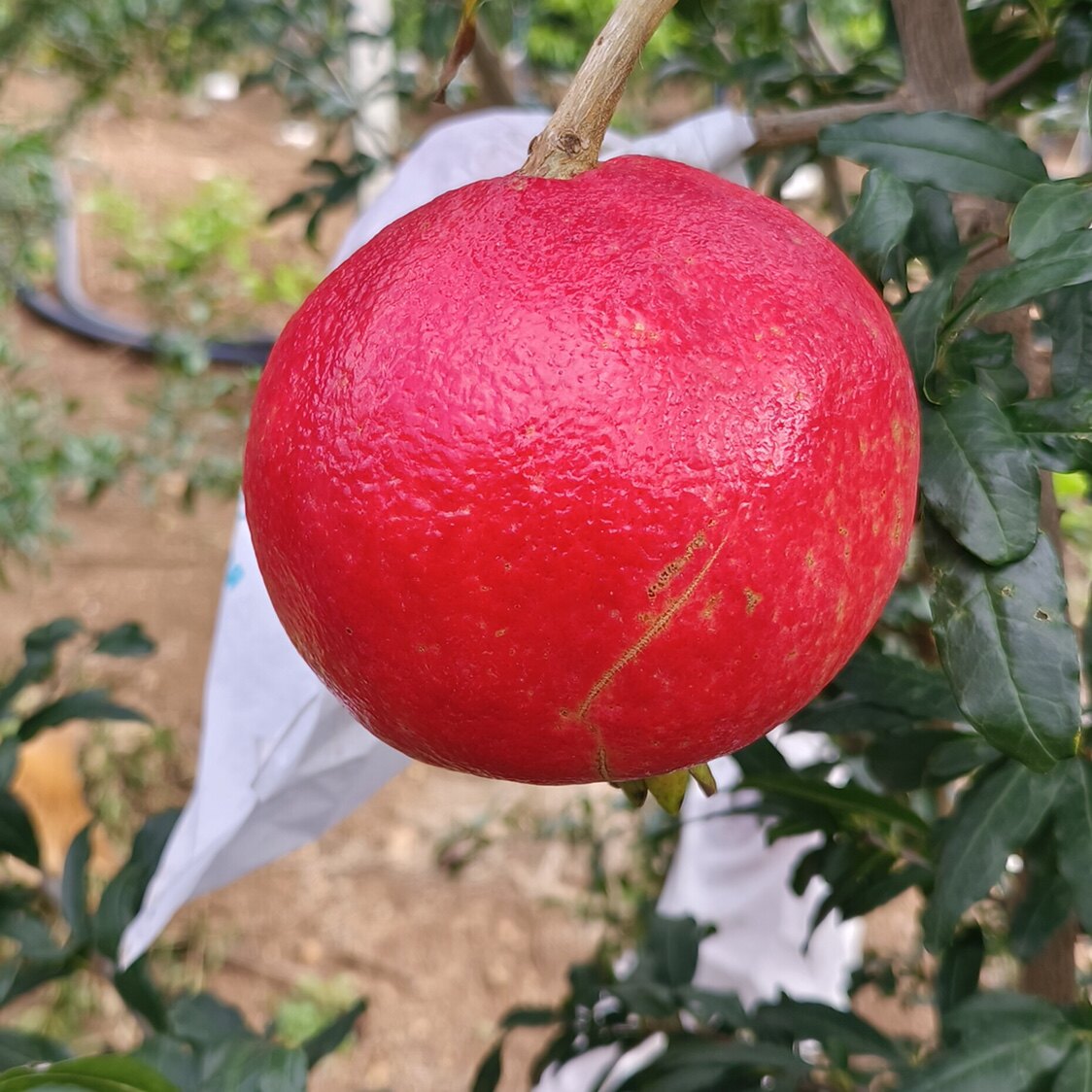 云南大理宾川黑珍珠酸甜石榴当季新鲜孕妇水果石榴